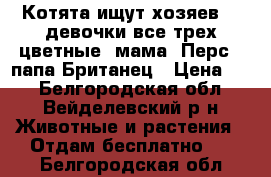 Котята ищут хозяев!!! девочки все трех цветные, мама -Перс , папа-Британец › Цена ­ 0 - Белгородская обл., Вейделевский р-н Животные и растения » Отдам бесплатно   . Белгородская обл.